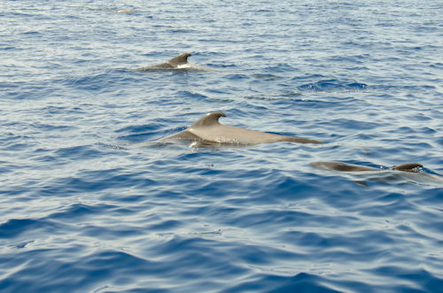2013-09-11 39 Tenerife-Dupa balene cu Shogun
